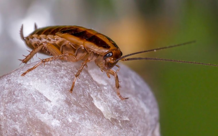 German cockroach near a kitchen baseboard in a Glendale apartment