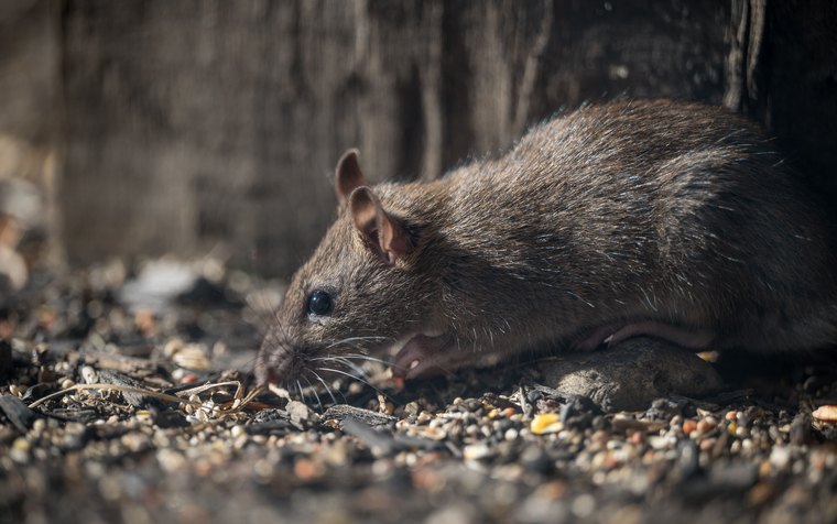 Roof rat on a fence line near a Glendale foothill home