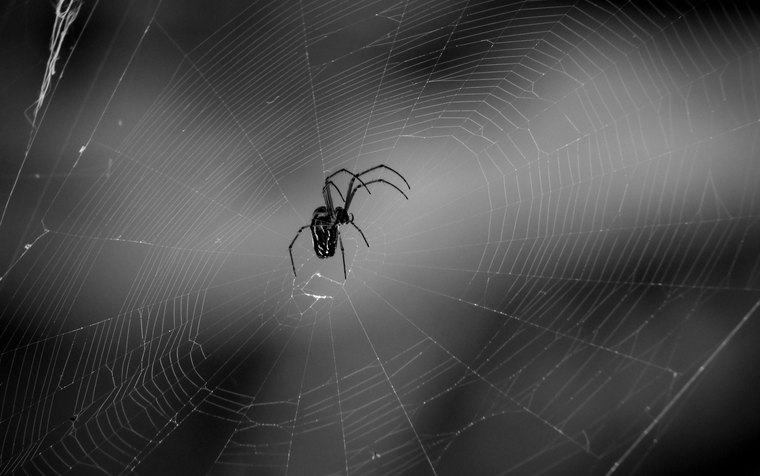 Black widow spider in a woodpile at a Glendale hillside home