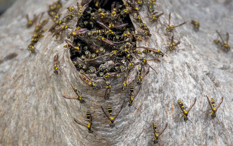 Paper wasp nest under the eave of a Glendale home